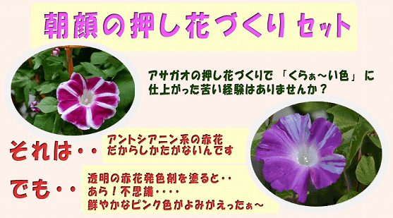 夏休み自由研究特集 朝顔 アサガオ の押し花づくりセット イ 押し花ドットコム